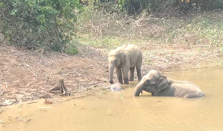 শাবকের প্রতি হাতির বিরল ভালোবাসা 
