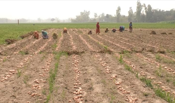 কুড়িগ্রামে আলুর দাম না পেয়ে বিপাকে কৃষক 