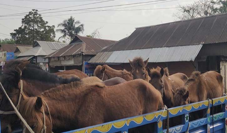 গাজীপুরে জবাইকালে ৯টি ঘোড়া উদ্ধার, গ্রেপ্তার ৪
