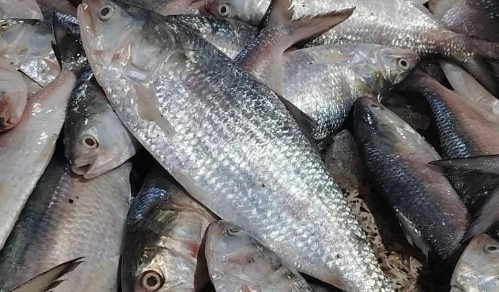 আকাশছোঁয়া ইলিশের দাম