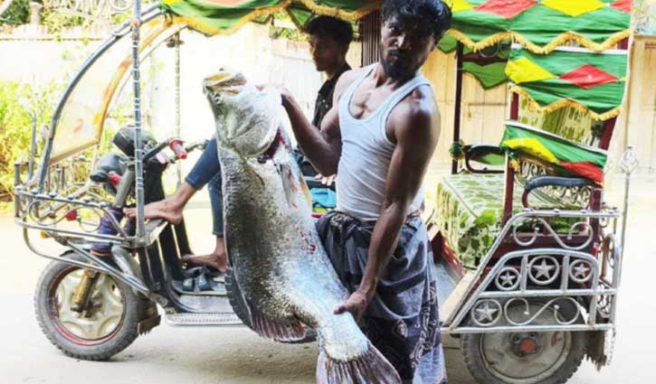 জেলের জালে ধরা পড়ল ১৬ কেজির কোরাল, ১৩ হাজারে বিক্রি