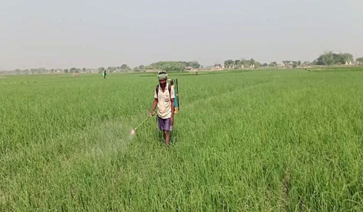 কুষ্টিয়ায় চারা পেঁয়াজ পরিচর্যায় ব্যস্ত চাষীরা, ন্যায্যমূল্যের দাবি