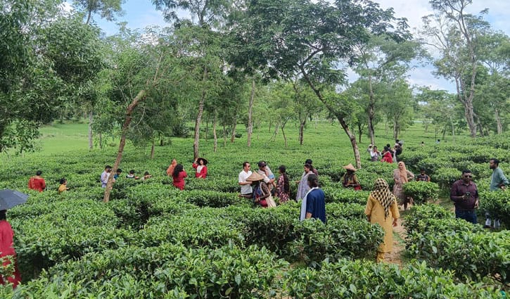 ঈদের ছুটিতে পর্যটকদের পদচারণায় মুখর মৌলভীবাজার 
