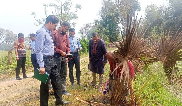 তালগাছে রেড পাম্প উইভিল, মাঠে বৈজ্ঞানিক দল