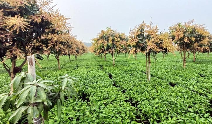 চায়ের সাথি ফসল আম, বাড়ছে আয়