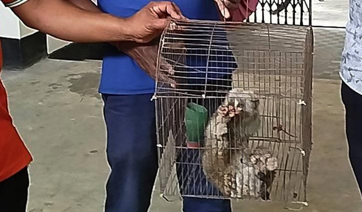 সাতছড়ি সংরক্ষিত বনে লজ্জাবতী বানর অবমুক্ত