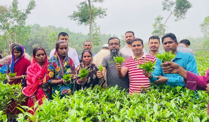 বৃষ্টির ছোঁয়ায় চাঙ্গা চা বাগান, শুরু ‘ফার্স্ট ফ্লাশ’ সংগ্রহ