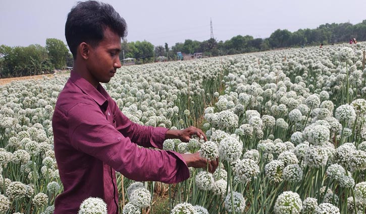 মনিরুলকে দেখে পেঁয়াজের বীজ চাষে আগ্রহ বাড়ছে কৃষকদের