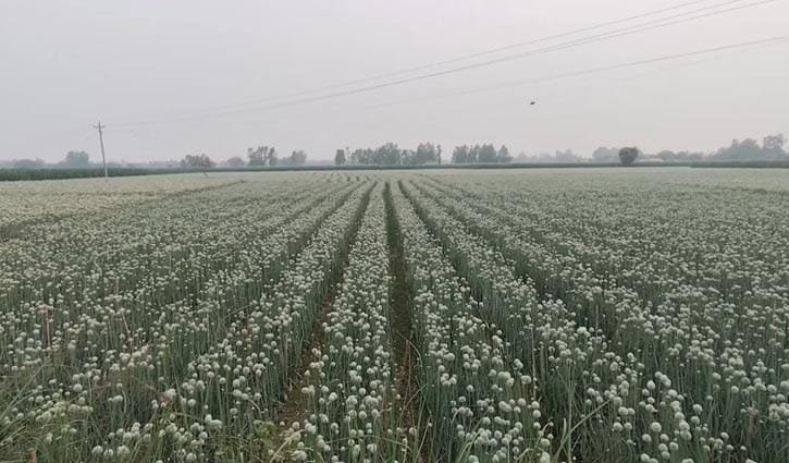 ‘কালো সোনা’ খ্যাত পেঁয়াজ বীজ, ৫ বছরে উৎপাদন বেড়েছে শতগুণ