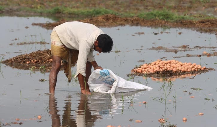 বৃষ্টির পানিতে রংপুরে নিমজ্জিত আলু, শঙ্কায় চাষিরা