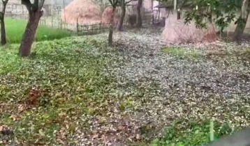 দিনাজপুরে শিলাবৃষ্টিতে আম লিচুবাগানে ব্যাপক ক্ষতি