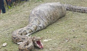 বাগেরহাটে ২০ কেজি ওজনের ছাগল গিলে ফেলল অজগরটি