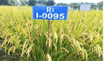 ব্লাস্ট প্রতিরোধী ও জিংকসমৃদ্ধ বিনার নতুন ২ ধানের জাত উদ্ভাবন ব্লাস্ট প্রতিরোধী ও জিংকসমৃদ্ধ বিনার নতুন ২ ধানের জাত উদ্ভাবন