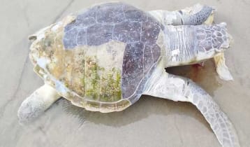 কুয়াকাটা সৈকতে বিশাল আকৃতির মৃত কচ্ছপ