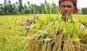 ৬ মাসে কৃষিঋণ বিতরণ ২১ হাজার কোটি টাকা 