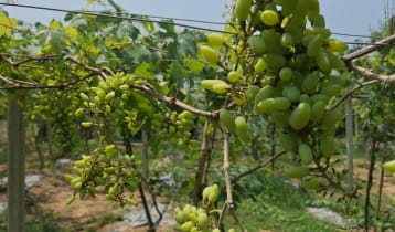 বাইকুনু জাতের আঙ্গুরে বাম্পার ফলন পেলেন প্রকৌশলী  