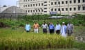 গাজীপুর কৃষি বিশ্ববিদ্যালয়ে নতুন জাতের ধান উদ্ভাবন
