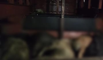 যাত্রীবাহী বাসের লাগেজ বক্সে ৫৫ ছাগলের মৃত্যু 