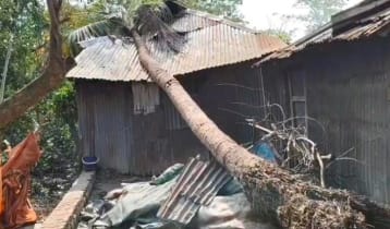 পটুয়াখালীতে ঝড়ে ঘরের ক্ষতি, উপড়ে পড়েছে গাছ