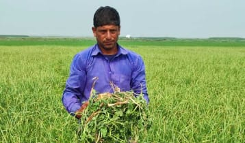 সাত বিঘা জমির তরমুজের গাছ উপড়ে ফেলার অভিযোগ 