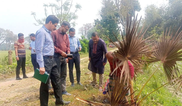 তালগাছে রেড পাম্প উইভিল, মাঠে বৈজ্ঞানিক দল