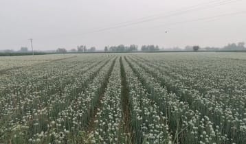 ‘কালো সোনা’ খ্যাত পেঁয়াজ বীজ, ৫ বছরে উৎপাদন বেড়েছে শতগুণ