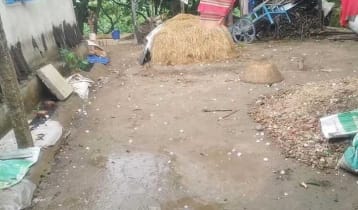 তাহিরপুরে হঠাৎ শিলাবৃষ্টি