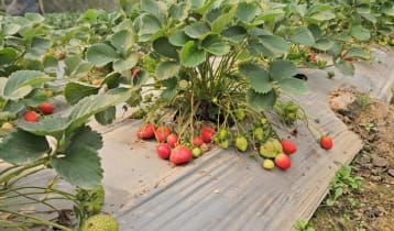 স্ট্রবেরি চাষে দম্পতির সাফল্য