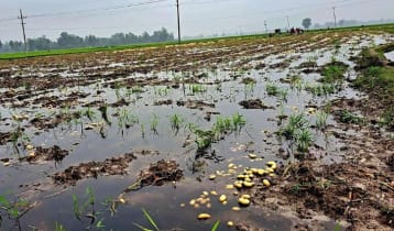 হঠাৎ বৃষ্টিতে আলু চাষিদের মাথায় হাত 
