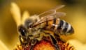 মৌমাছিরা গণিত বোঝে: গবেষণা