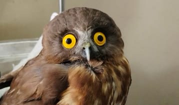 বিরল প্রজাতির ব্রাউন বুবক উদ্ধার