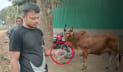 কোরবানির জন্য রাখা গরুর জিহ্বা কেটে দিল দুর্বৃত্তরা
