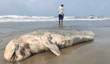 সৈকতে ভেসে এল বিশাল আকৃতির মৃত ডলফিন