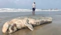 সৈকতে ভেসে এল বিশাল আকৃতির মৃত ডলফিন
