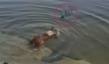 সেই কুকুরের নমুনা সংগ্রহ, ঘটনা তদন্তে কমিটি