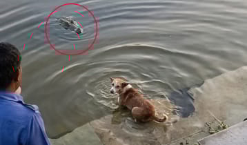 খানজাহান আলীর মাজারে কুমিরের কুকুর টেনে নেওয়ার ঘটনায় তোলপাড়, আসল ঘটনা কী