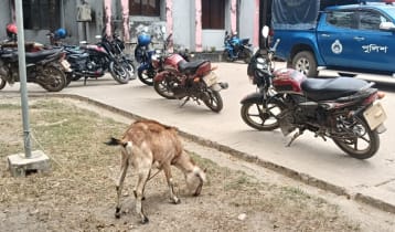 খেতের ফসল নষ্ট করা ছাগল নিয়ে থানায় হাজির কৃষক