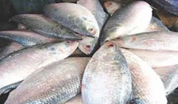 উৎসবের রঙে শহর, ইলিশের দামে অস্বস্তি