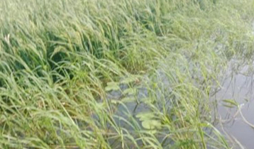 মৌলভীবাজারের দুই হাওরে জলাবদ্ধতা, ডুবেছে ৫০০ বিঘা ধানক্ষেত