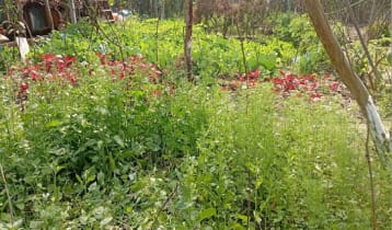 নড়াইলে পুষ্টির চাহিদা মেটাতে বিষমুক্ত বিষমুক্ত সবজি-ফলের বাগান