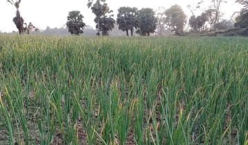 পেঁয়াজ চাষে আগ্রহ বাড়ছে লোহাগড়ার কৃষকদের