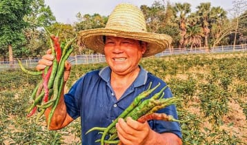 শ্রীপুরে ‘লম্বা মরিচ’ চাষে সফল ছেন জিয়েন গাও