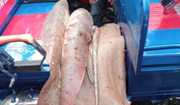 নোয়াখালীতে ১১৩ কেজির শাপলাপাতা মাছ জব্দ