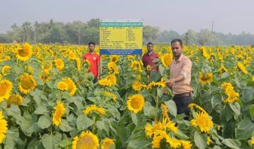 সূর্যমুখীতে স্বপ্ন বুনছেন কৃষক