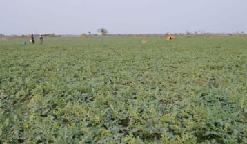 খুলনা অঞ্চলে তরমুজের বাম্পার ফলন, ৭২৩ কোটি টাকা বিক্রির লক্ষ্য