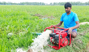 বৃষ্টিতে নষ্ট হচ্ছে তরমুজ, দিশেহারা কৃষক