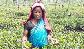 হবিগঞ্জে গুঁড়িগুঁড়ি বৃষ্টিতে হাসছে চা বাগান