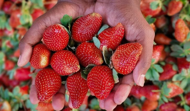 স্ট্রবেরিতে ৭৫ কোটি টাকা বাণিজ্যের আশা