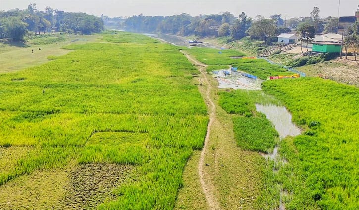 সুনামগঞ্জে নদীতে ধান চাষ, পানির সংকটে ভোগান্তি
