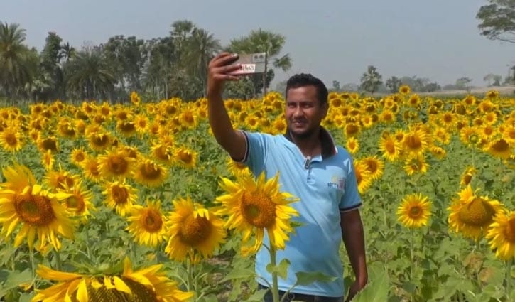 লবণাক্ত জমিতে সূর্যমুখী চাষে কৃষকের মুখে হাসি